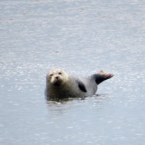 Zeehond
