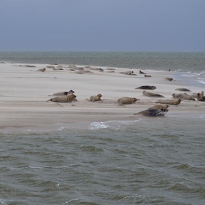 zeehondenbank