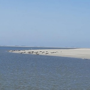 Zeehonden